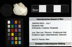 Foto (Objekt + Etiketten) von Decapoda indet. 